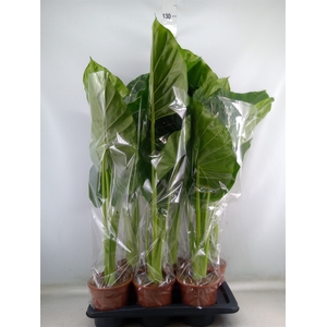 Alocasia macrorrhiza