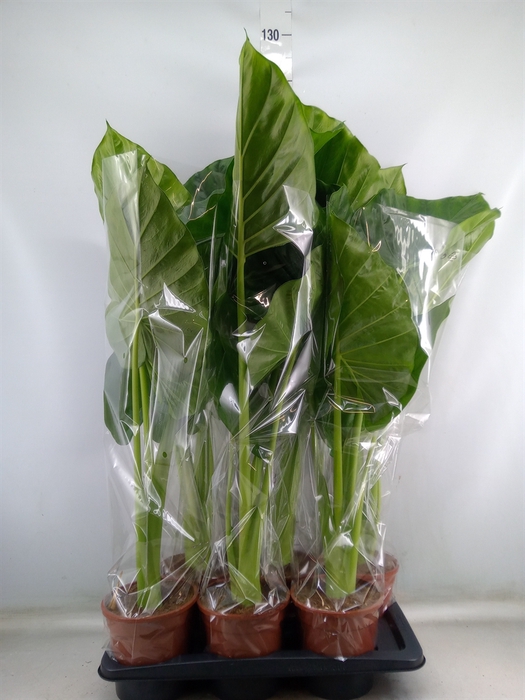 <h4>Alocasia macrorrhiza</h4>