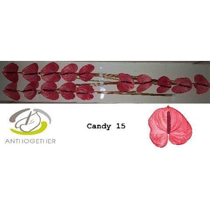 Anthurium Candy