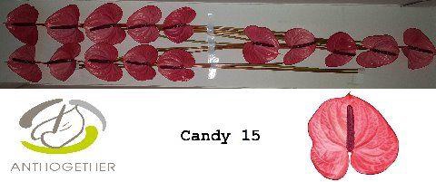 <h4>Anthurium Candy</h4>