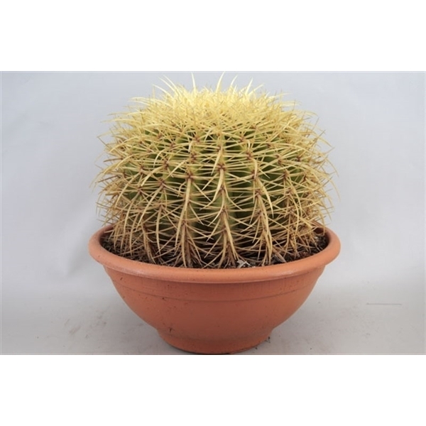 <h4>Echinocactus grusonii</h4>