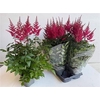 Astilbe Ar Drum And Bass