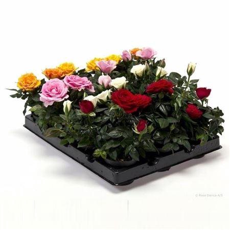 arr8 Ro Kordana Gem 3 Srt