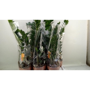 Zamioculcas zamiifolia