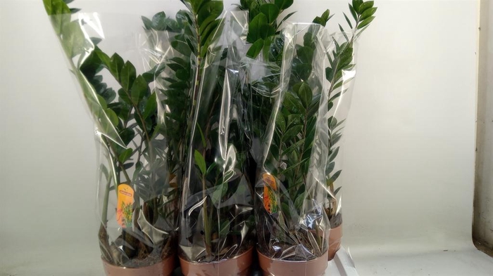 <h4>Zamioculcas zamiifolia</h4>