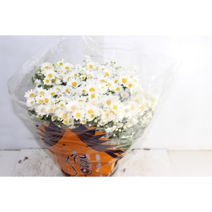 CRISANTEMO BOLA BELGA P20 BRANCO