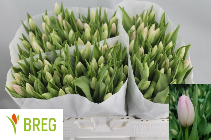 <h4>TU EN DYNASTY</h4>