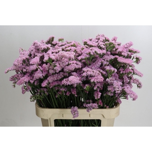 Limonium sinuatum Lucia Pink