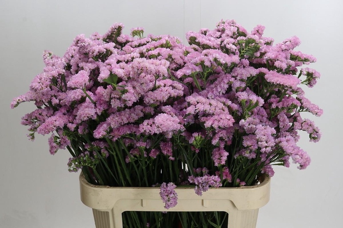 <h4>Limonium sinuatum Lucia Pink</h4>