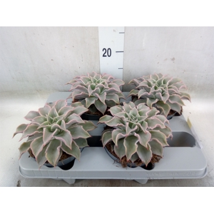 Echeveria   ...