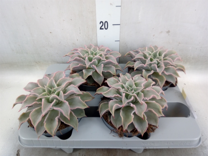 <h4>Echeveria   ...</h4>