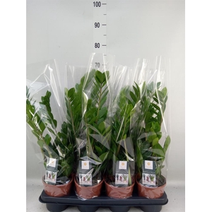 Zamioculcas zamiifolia