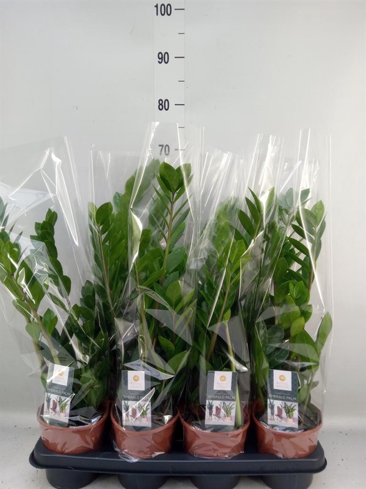 <h4>Zamioculcas zamiifolia</h4>