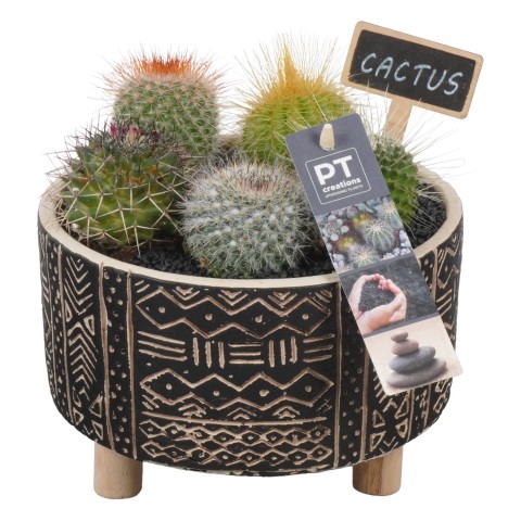 PTCT4641 Arrangementen Cactus