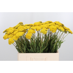 Achillea Park Variety