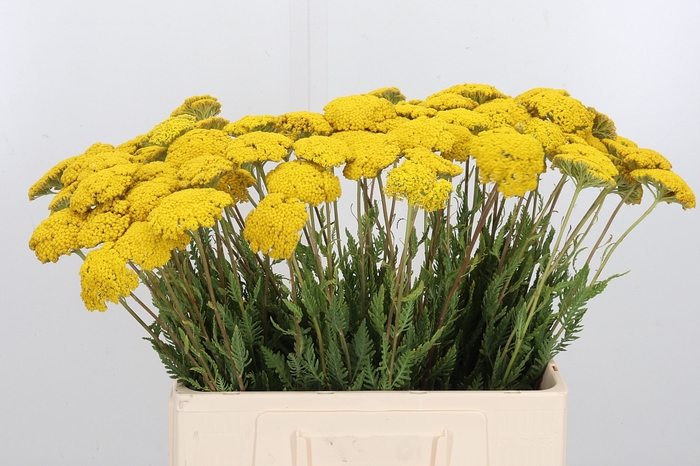 <h4>Achillea Park Variety</h4>