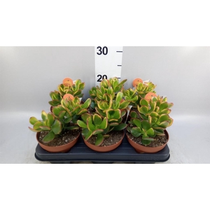 Crassula ovata 'Sunset'