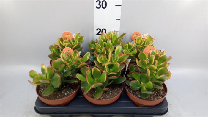 <h4>Crassula ovata 'Sunset'</h4>