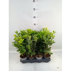 Euonymus japon.   ...mix