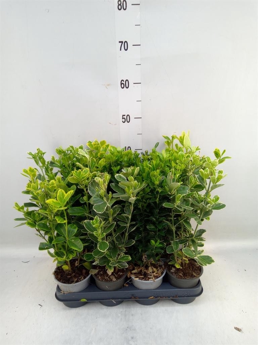 <h4>Euonymus japon.   ...mix</h4>