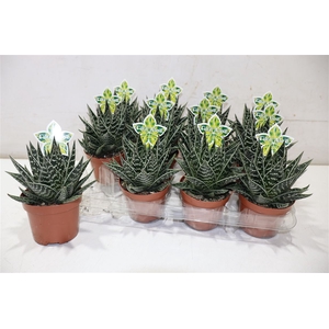 arr8 Aloe Tiki Tahi