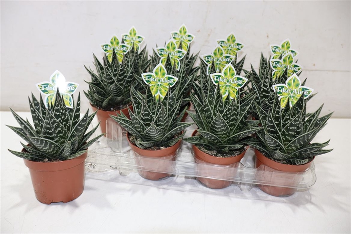 <h4>arr8 Aloe Tiki Tahi</h4>