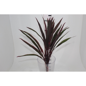 FOLHAGEM DRACENA PENACHO DE INDIO 060 CM