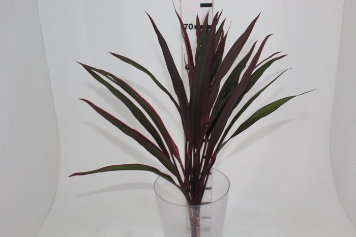 <h4>FOLHAGEM DRACENA PENACHO DE INDIO 060 CM</h4>