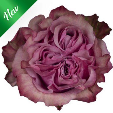 R Gr Country Blues Pink 50cm EC