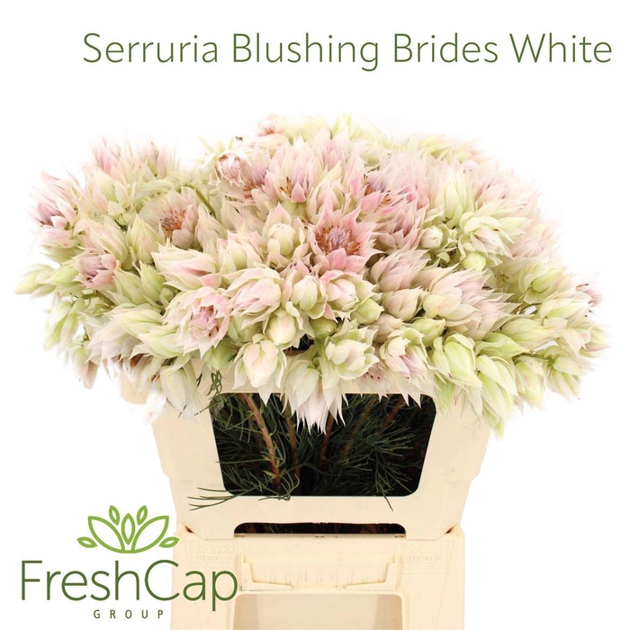 <h4>Serruria Blushing Brides White 6-9 Flwrs</h4>