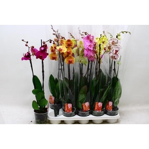 PHAL GEM 7 KL