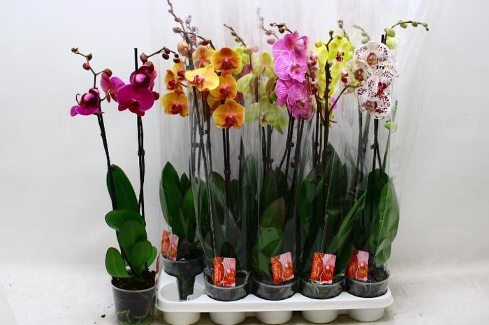 <h4>PHAL GEM 7 KL</h4>