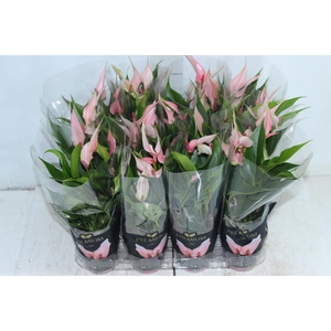 ANTHURIUM LILLI P09 PREMIUM