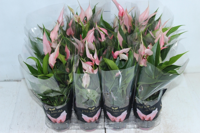 <h4>ANTHURIUM LILLI P09 PREMIUM</h4>