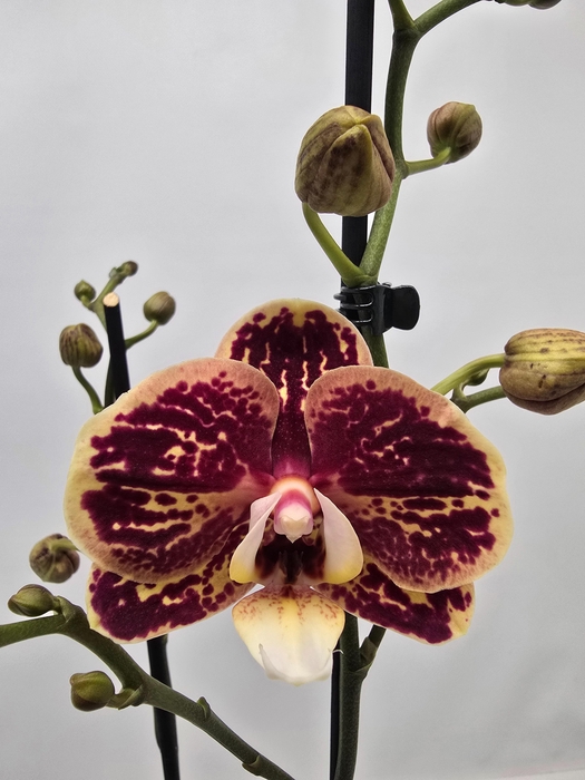 <h4>Limited 46 week 6</h4>