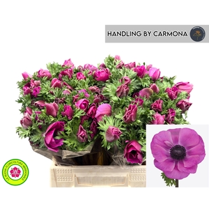 ANEM CO MIS + FUCSIA