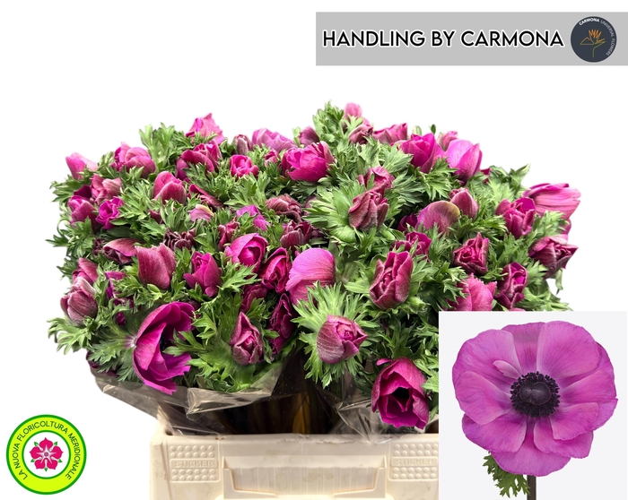 <h4>ANEM CO MIS + FUCSIA</h4>