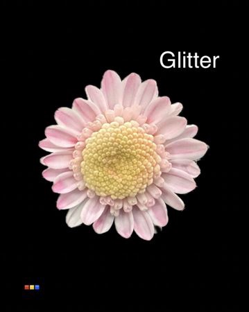 <h4>Chr T Stallion Dusty Pastel Pink + Glit Bio</h4>
