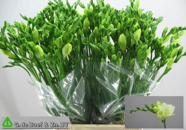 <h4>Freesia enk White Serenade</h4>
