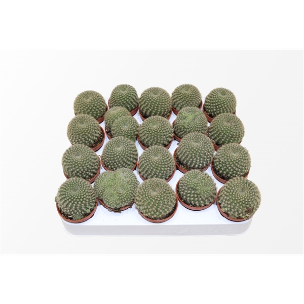 <h4>Rebutia Violaceflora</h4>