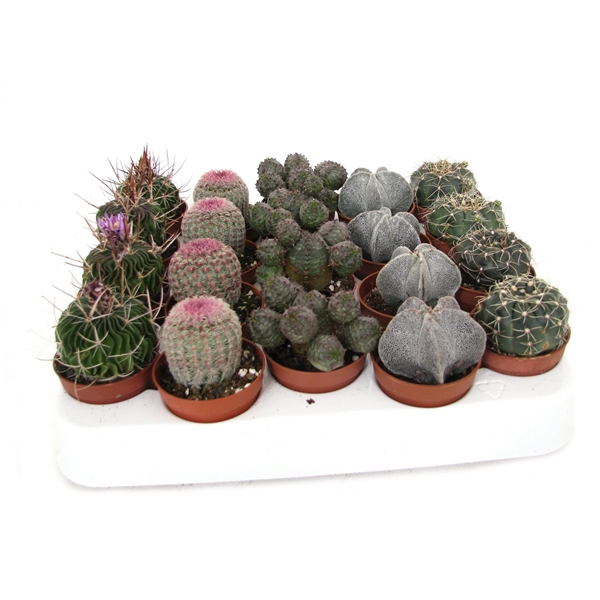 <h4>Cactus special op rij 5,5 cm</h4>