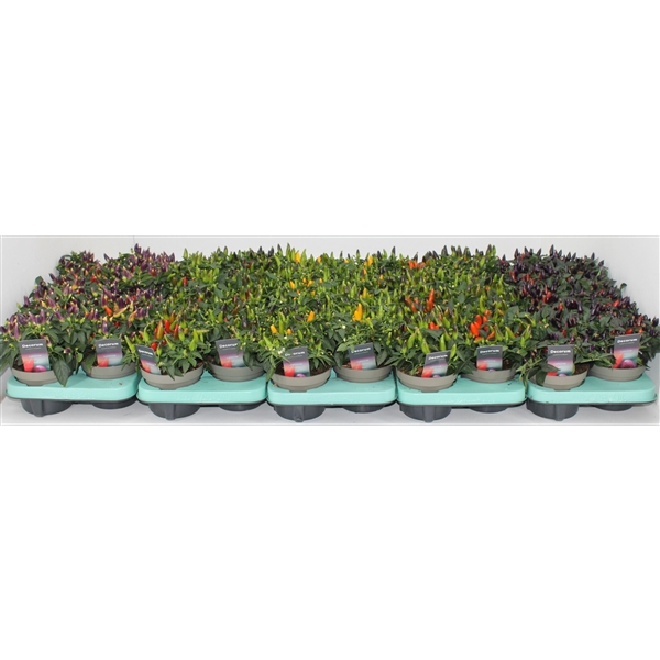 <h4>Capscium Annuum Torero mixlaag 4 a 5 soorten</h4>