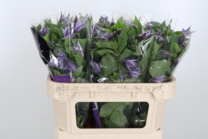 <h4>Clem Star River Lavendel</h4>