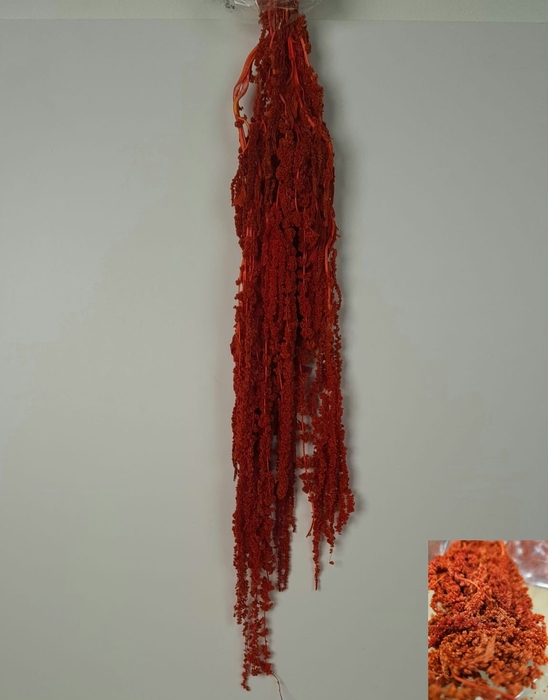 GESTABILISEERD AMARANTHUS (H) ROOD