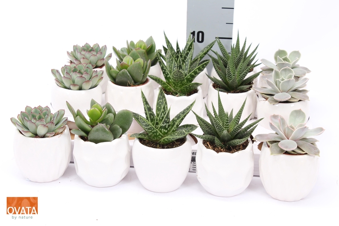 <h4>SUCC GEM 5 SRT</h4>