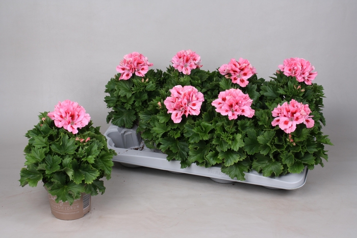 <h4>PEL GR ELEGAN FENNA</h4>