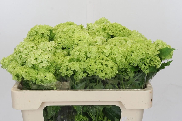 <h4>Viburnum Roseum</h4>