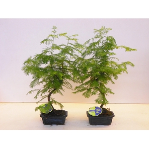Metasequoia glyptostroboides 15 cm shape, without driptray