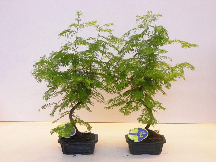 <h4>Metasequoia glyptostroboides 15 cm shape, without driptray</h4>