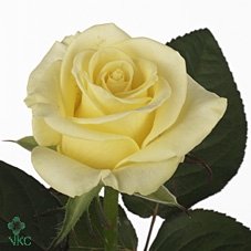 R Gr Bella Donna +